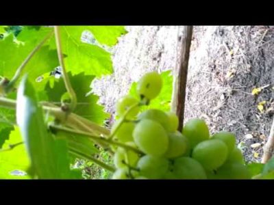как опыляется виноград