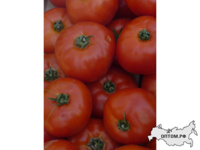 сорта томатов для саратовской области