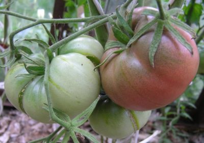 фитофтороз на помидорах как бороться