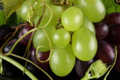 сорт винограда изабелла