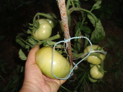 чем удобрять помидоры после высадки в грунт
