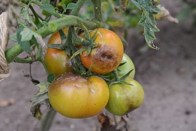 болезни помидор рассады