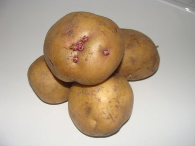 сорт картофеля мелоди