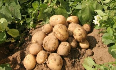 как правильно посадить картофель чтобы получить хороший урожай