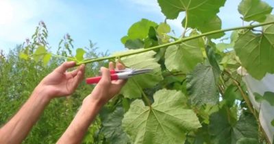 как правильно обрезать молодой виноград осенью