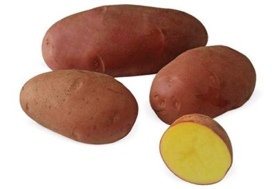 родриго сорт картофеля