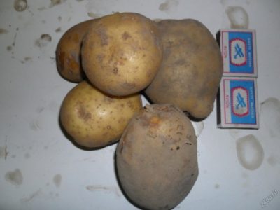 сорта картофеля на кубани