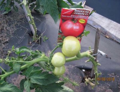 сорта помидоров для севера
