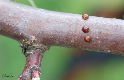муравьи и тля на яблоне