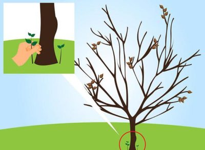 как посадить грушу весной пошаговое руководство