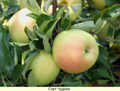 сорта яблонь для нижегородской области