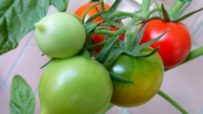 сорта томатов для кировской области