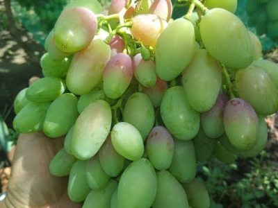 сорт винограда румба