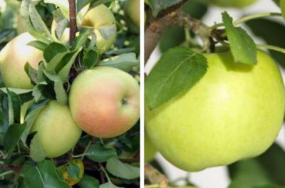 как посадить карликовую яблоню
