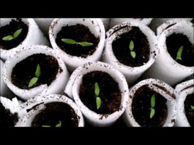 выращивание рассады перца в домашних условиях без пикировки