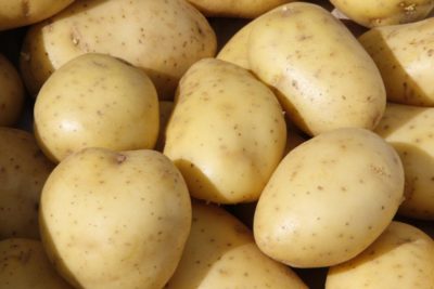 сорт картофеля вега
