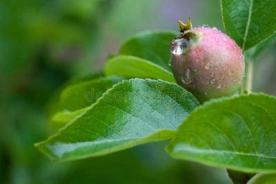 красногалловая тля на яблоне