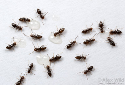 как вывести муравьев с огорода народными средствами