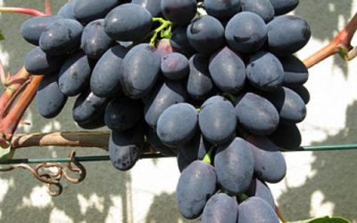 виноград кодрянка описание сорта