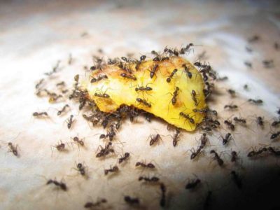 муравьи на клубнике как избавиться