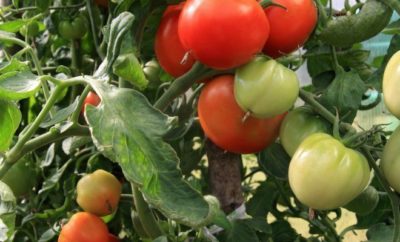 как подвязывать высокорослые помидоры в открытом грунте