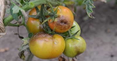 как бороться с мучнистой росой на помидорах