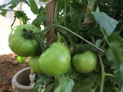 что можно посадить в теплице вместе с помидорами
