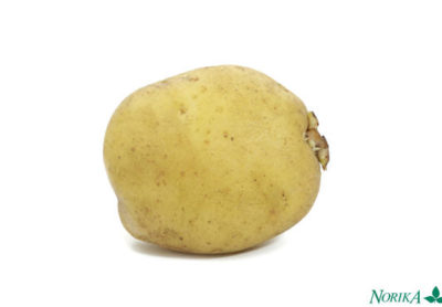 сорт картофеля лимонка