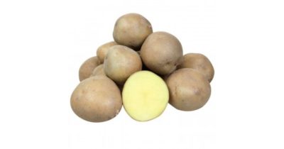 картофель ласунок описание сорта