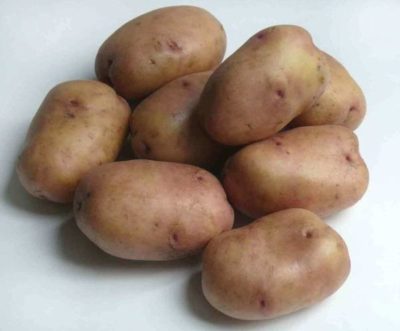 картофель 40 дневка сорта