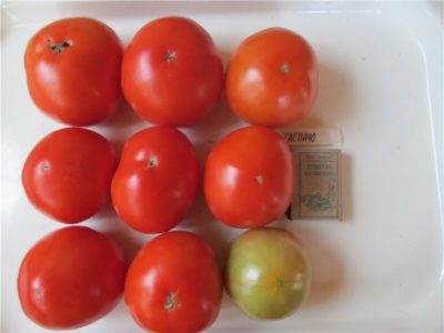 сорт томатов евпатор
