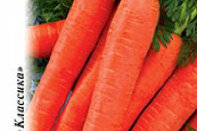 сорт моркови нантская