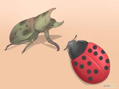 борьба с колорадским жуком без химии