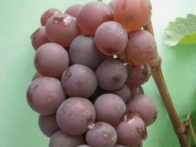 сорт винограда изабелла