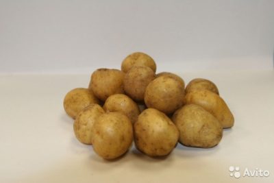 картофель брянский деликатес описание сорта