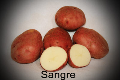 картофель лабадия описание сорта