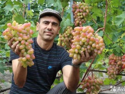 сорта винограда для самарской области