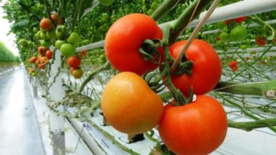 как избавиться от фитофторы в теплице на помидорах