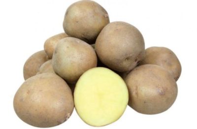 картофель гурман описание сорта