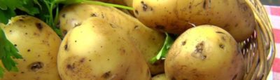 картофель болезни ботвы