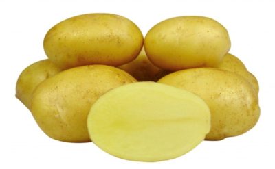 картофель сорт барин