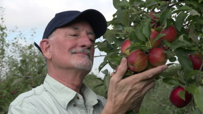 удобрения для посадки яблони