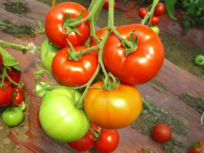 какие сорта помидор самые урожайные для теплиц на урале