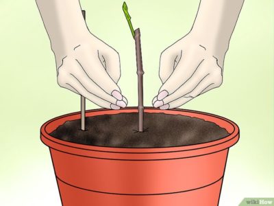 как посадить черешню осенью
