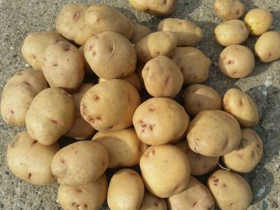 картофель лабелла описание сорта
