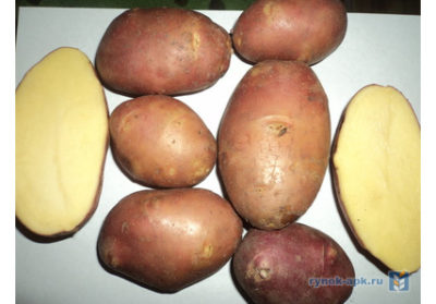 сорт картофеля фермер