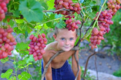 виноград софия описание сорта