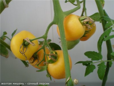 как обрезать помидоры в открытом грунте