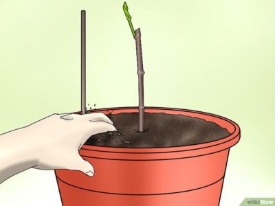 как посадить черешню осенью