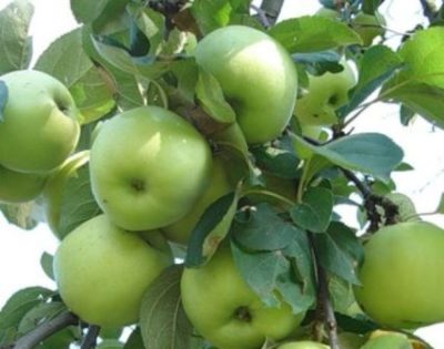 как выбрать саженец яблони